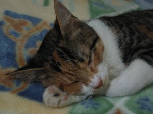 IMG_4484