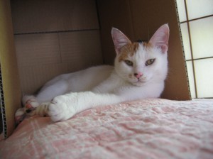 IMG_4536