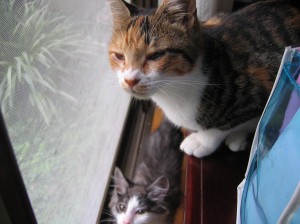 IMG_4550