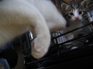 くんかくんか
