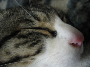 IMG_5229