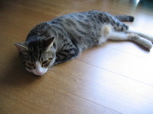 IMG_6625