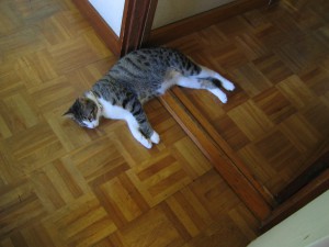 IMG_6639