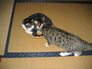IMG_6771