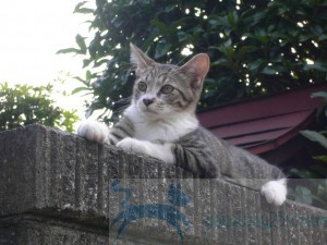 箱根旧婚旅行 22.JUL.05 006