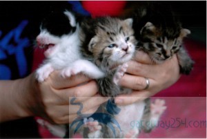 3cats2