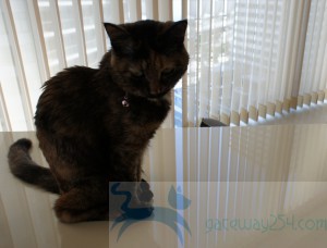 DSC01350