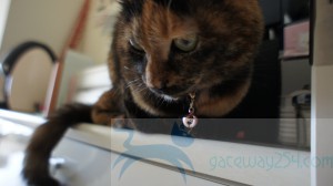 SONY DSC