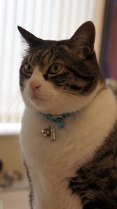 SONY DSC