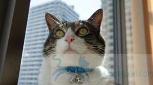 SONY DSC
