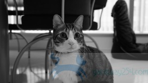 SONY DSC