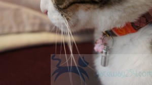 SONY DSC