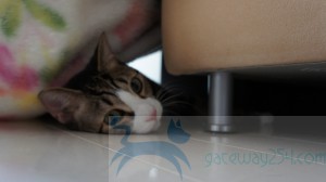 SONY DSC