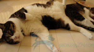 SONY DSC