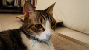 SONY DSC