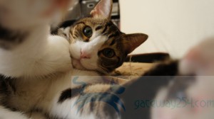 SONY DSC