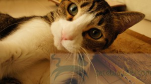 SONY DSC