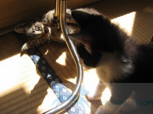 IMG_3570