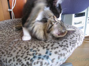 IMG_3628