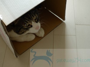 P1030571