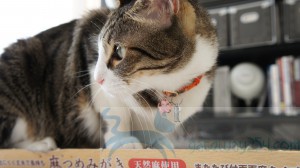 SONY DSC