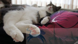 SONY DSC