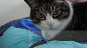 SONY DSC