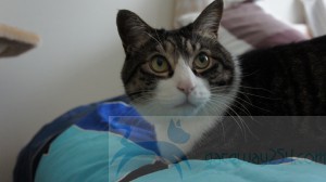 SONY DSC