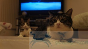 SONY DSC