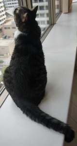 SONY DSC
