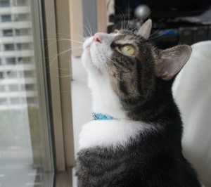 SONY DSC