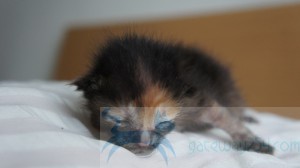 SONY DSC