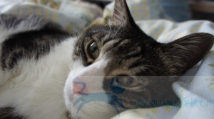 SONY DSC