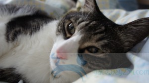 SONY DSC