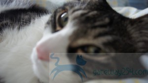 SONY DSC
