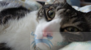 SONY DSC
