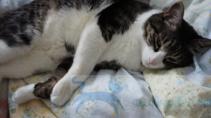 SONY DSC