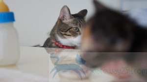 SONY DSC