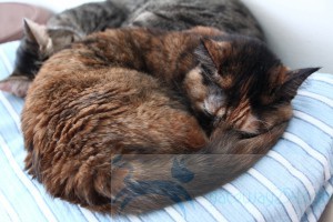 IMG_6266_resize