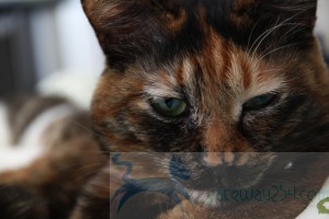 IMG_6497_resize